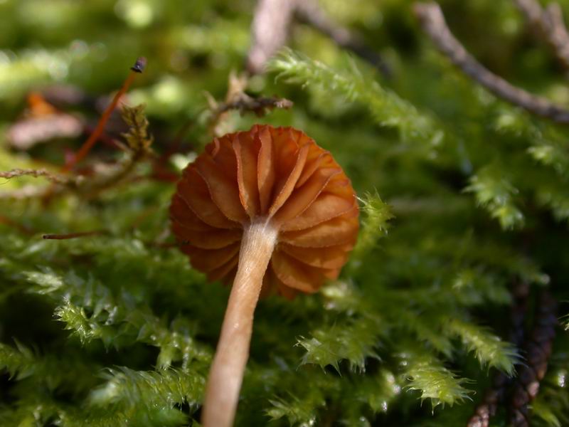 Galerina laevis